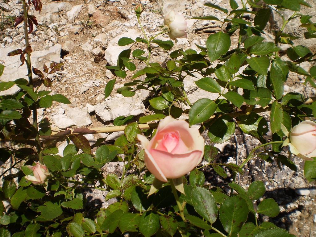 Bed and Breakfast Les Roziers - Roulotte Bagnac Esterno foto